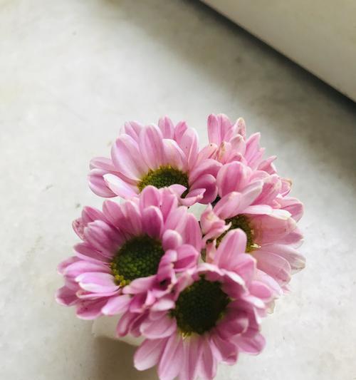 粉色雏菊的花语与寓意（探寻粉色雏菊传递的情感和象征）