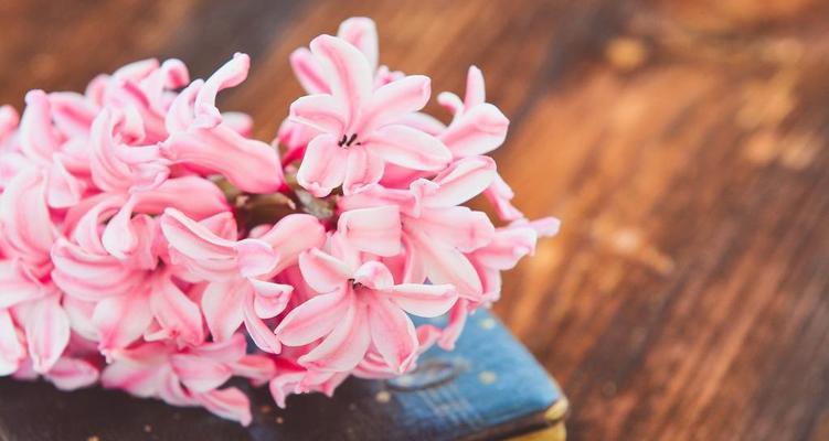 粉色风信子花语与寓意（柔美绽放）