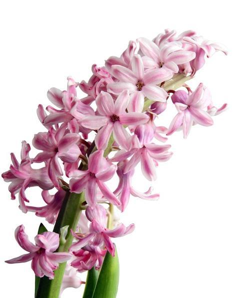粉色风信子花语与寓意（柔美绽放）