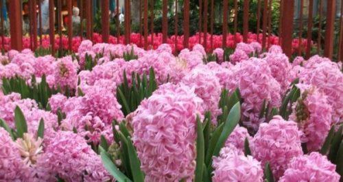 粉色风信子花语与寓意（柔美绽放）