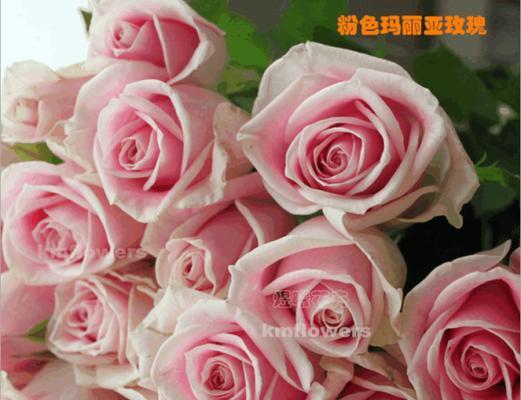 粉色玫瑰花语的含义与传递（探寻粉色玫瑰所代表的爱情和温柔情感）