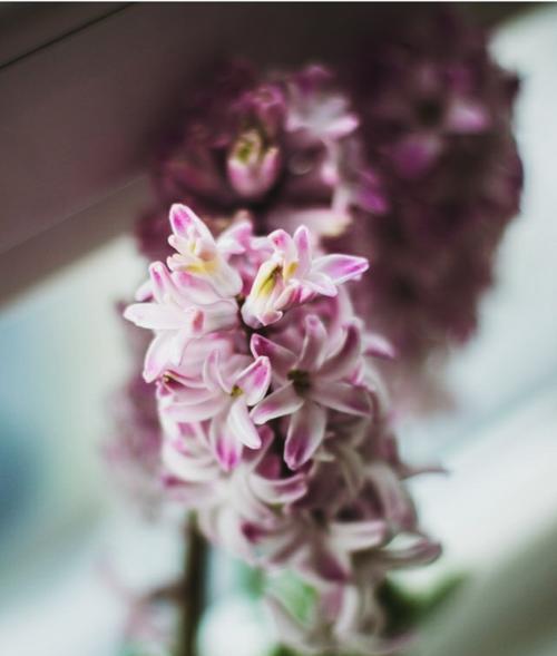 风信子的花语与含义（风信子）