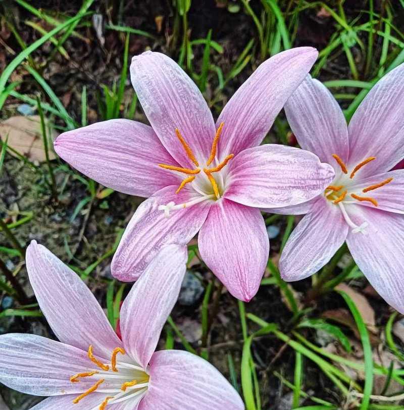 风雨花的花语与寓意（解读风雨花的含义）