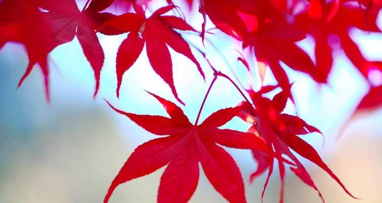 枫叶的花语及其象征意义（揭示枫叶花语的神秘面纱）