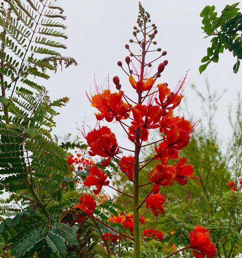 凤凰花（探寻凤凰花的花语及寓意）