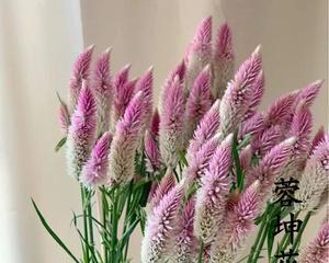 凤尾花的象征意义（盛世美好与永恒的象征——凤尾花）