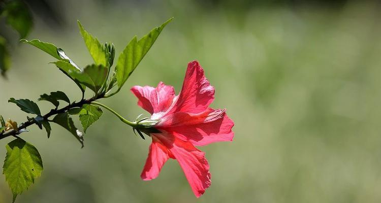 以扶桑花为象征的希望与重生（扶桑花的寓意和象征意义）