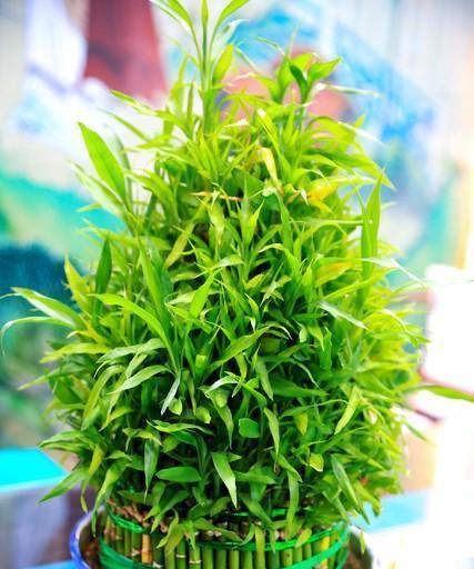 富贵竹（富贵竹的象征意义及其生活哲学）