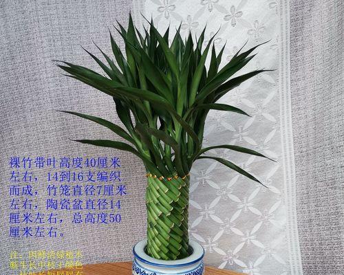 富贵竹开花的风水寓意与作用（揭秘富贵竹开花的奥秘）