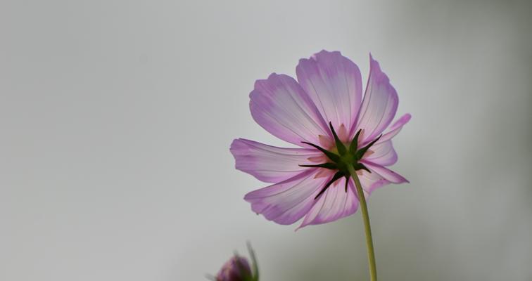 以格桑花风水为主题的文章（揭秘格桑花风水的寓意与作用）