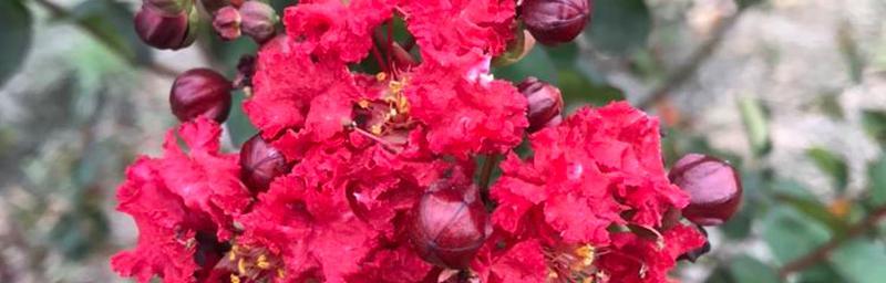 广元市的市花——茉莉花的意义（芳香四溢）