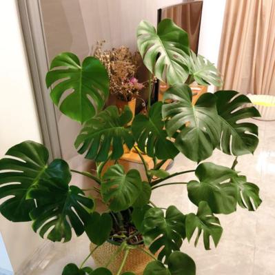 龟背竹（揭秘龟背竹的寓意）
