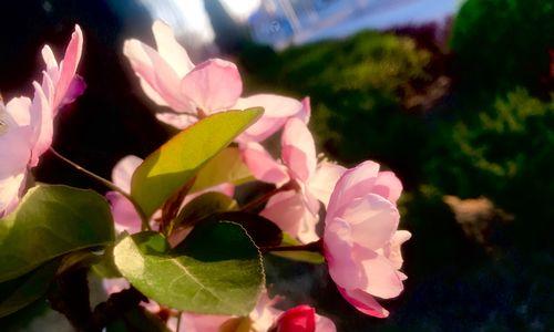 海棠花的花语与意义（传承千年的花园之美）