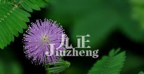 含羞草的花语（触动心灵的生命启示——从含羞草的花语看生活态度）