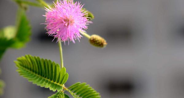 含羞草的花语（触动心灵的生命启示——从含羞草的花语看生活态度）