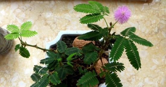 含羞草的花语（触动心灵的生命启示——从含羞草的花语看生活态度）