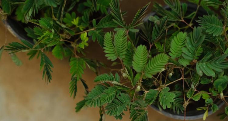 含羞草花语与寓意（揭示含羞草花语的悲喜交加）