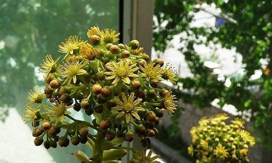 黑法师风水寓意与摆放位置解析（探秘黑法师的神秘力量与摆放要点）