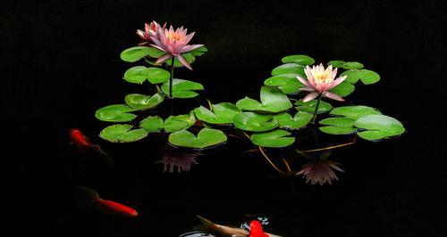 黑色莲花的象征意义与寓意（黑色莲花）