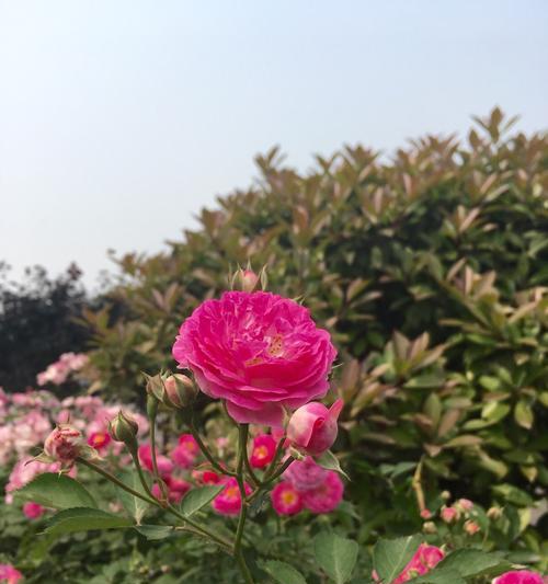 红蔷薇花语及其代表意义（红蔷薇之爱的印记）
