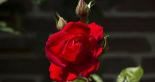 红色丁香花的花语深意（探寻红色丁香花的神秘内涵与象征意义）
