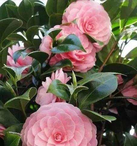 红山茶花的花语及代表意义（红山茶花的意义与象征）