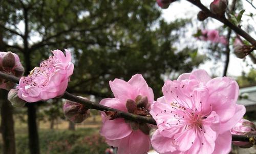 红杏代表哪个生肖（揭秘红杏在十二生肖中的象征意义）
