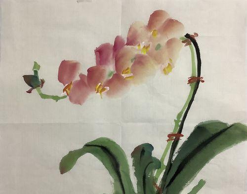 蝴蝶兰的花语与寓意（蝴蝶兰——自由与美丽的象征）