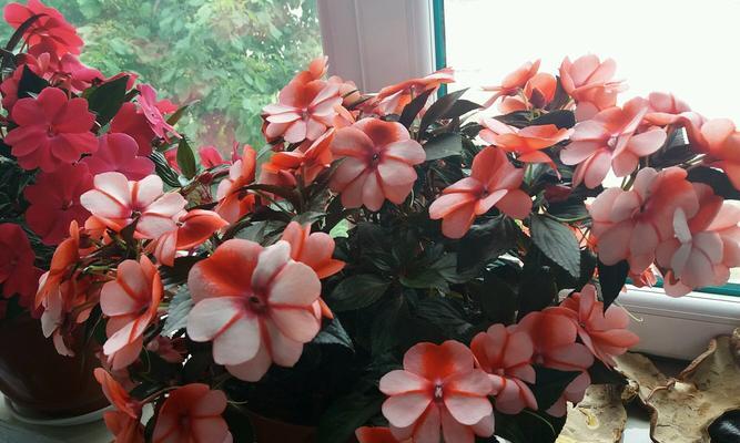 以花开爆盆，让花养得更美（掌握养花爆盆的方法）