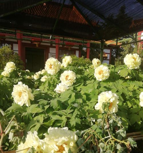 黄色牡丹花的寓意与象征（探寻黄色牡丹花的内涵及其象征意义）