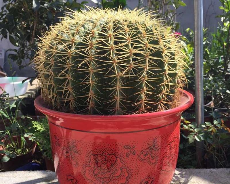 金虎花风水寓意与作用（探索金虎花的奇妙魅力）