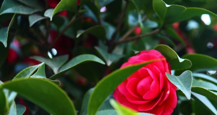 金华市花——丹桂花，寓意美好生活（秋意盎然的丹桂花）