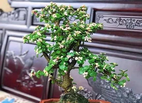 金枝玉叶（华贵璀璨的金枝玉叶）