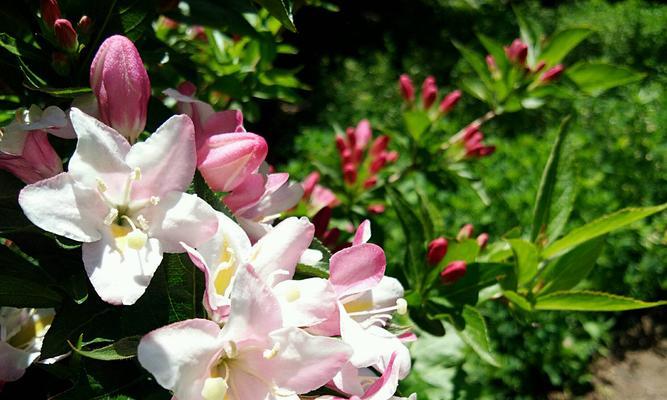锦带花（揭秘锦带花的花语及其深刻含义）