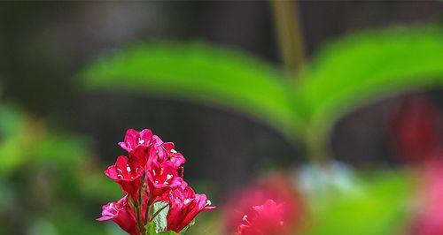 锦带花（揭秘锦带花的花语及其深刻含义）