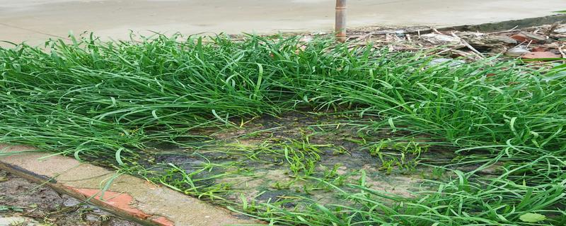 韭菜的风水寓意及种植位置（揭开韭菜的吉祥面纱）