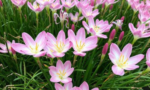 韭莲的花语（传递生命的勇气与希望）