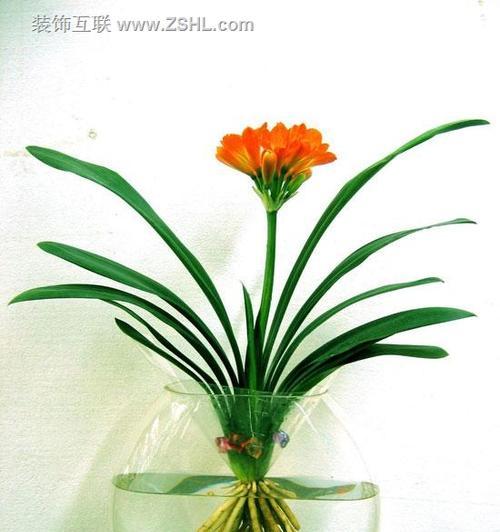 君子兰的寓意与象征风水之道（探寻君子兰的内涵及其在风水中的作用）