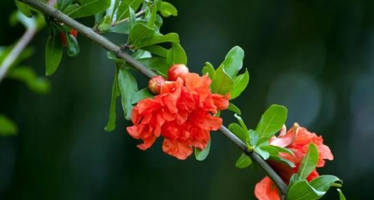 开封的市花——牡丹，花开富贵，国色天香（探秘开封市花的历史）