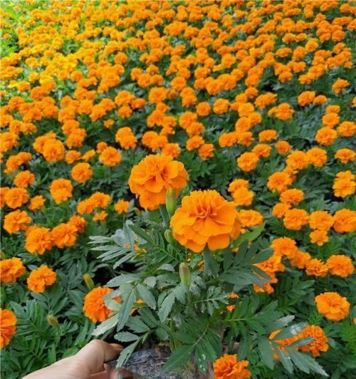 孔雀草的花语和寓意（展现自信和美丽的孔雀草）