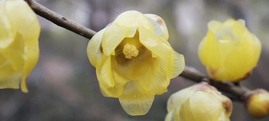 腊梅花的花语及代表意义（永恒的爱与希望——揭秘腊梅花的花语与象征意义）