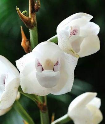 兰花的开花预示着什么（探寻兰花开花的象征意义）