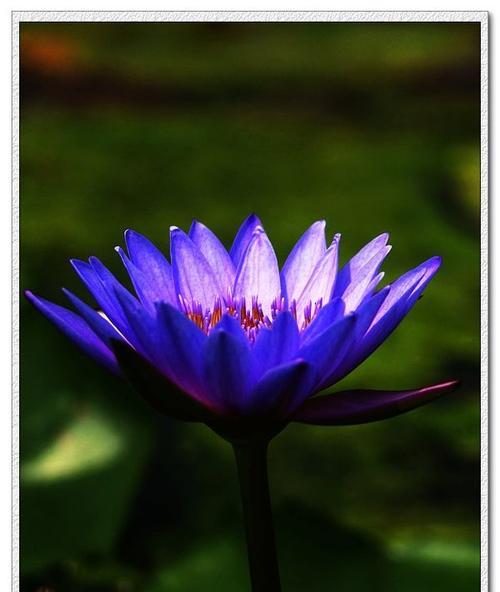 蓝莲花（揭示“蓝莲花”代表的人格特质及意义）
