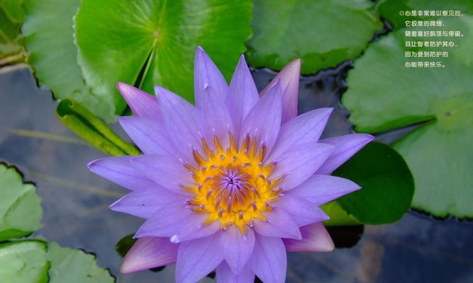 蓝莲花（揭示“蓝莲花”代表的人格特质及意义）