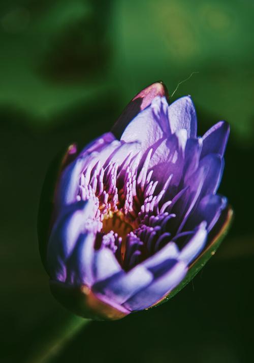 蓝莲花（揭示“蓝莲花”代表的人格特质及意义）