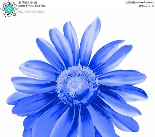 蓝色菊花的花语与寓意（蓝色菊花的象征与内涵）