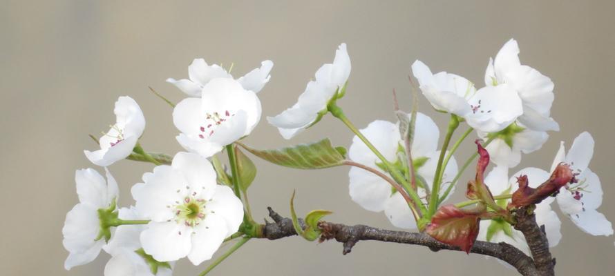 梨花花语之代表意义与传承（探寻梨花的花语）