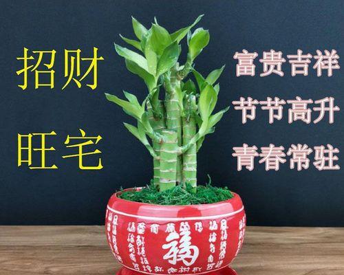 以莲花竹的寓意和象征风水（探索莲花竹的意义及其在风水中的重要性）