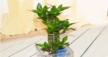 以莲花竹的寓意和象征风水（探索莲花竹的意义及其在风水中的重要性）