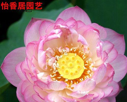 莲子（揭开莲子的寓意）
